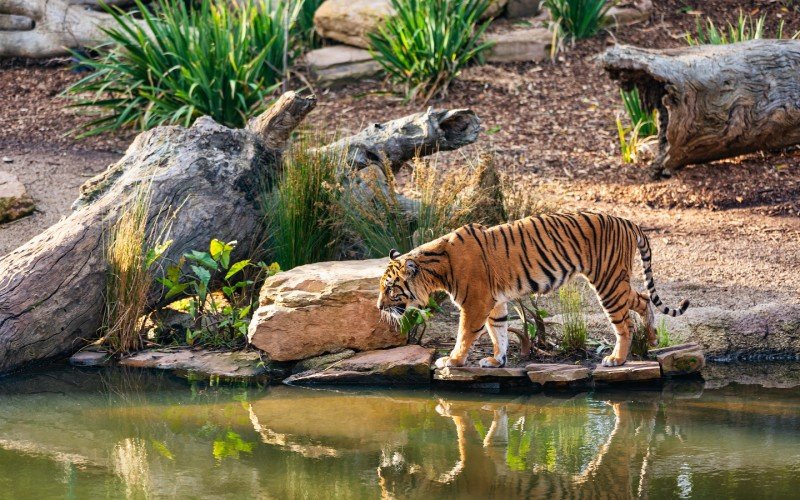 Golden Triangle with Ranthambore